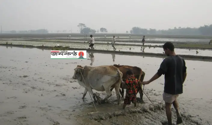 নীলফামারীতে বোরো চারা রোপন চলছে নীলফামারীতে বোরো চারা রোপন চলছে