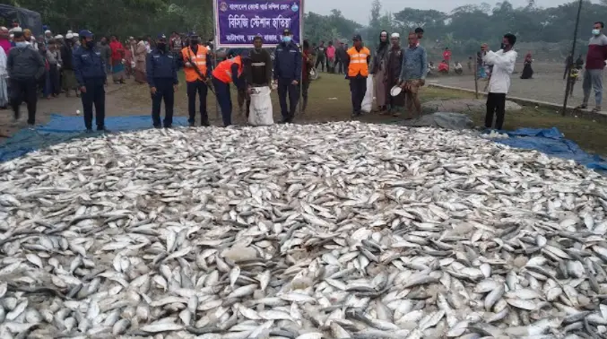 হাতিয়ায় ১৭৫ মণ জাটকা জব্দ, ২ হাজার মানুষের মধ্যে বিতরণ