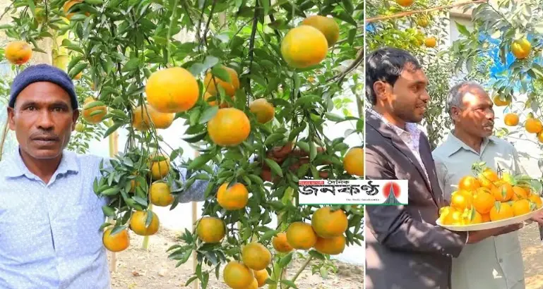 নীলফামারীর সমতল ভূমিতে চাষ হচ্ছে জগত বিখ্যাত দার্জিলিং এর “সাদকি” কমলা চাষ নীলফামারীর সমতল ভূমিতে চাষ হচ্ছে জগত বিখ্যাত দার্জিলিং এর “সাদকি” কমলা চাষ