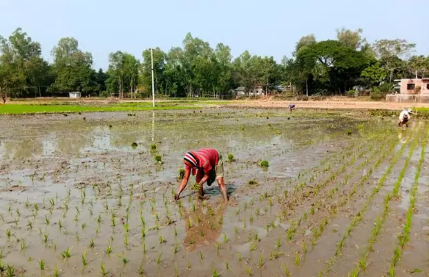 টাঙ্গাইলের ধনবাড়ীতে সবজি শেষে বোরো ধানের জমি তৈরীতে ব্যস্ত কৃষকরা