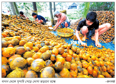 সুপারির ইতিহাস প্রাচীন, গবেষণা দেশে দেশে