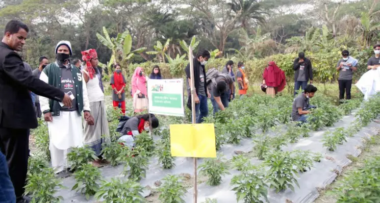 বাউফলে পবিপ্রবির শিক্ষার্থীদের কৃষিখামার পরিদর্শন