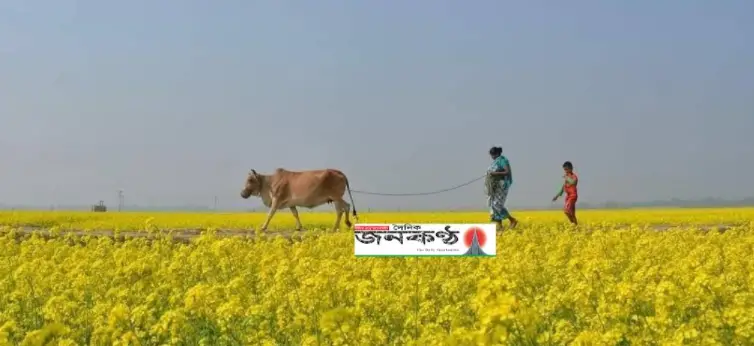 নীলফামারীতে সরিষার লাভেই উঠে আসছে বোরো চাষের খরচ নীলফামারীতে সরিষার লাভেই উঠে আসছে বোরো চাষের খরচ