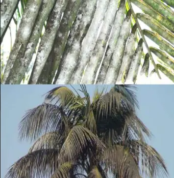বাগেরহাটে নারকেল গাছে হোয়াইট ফ্লাই’র আক্রমনে উৎপাদন হ্রাস, মরছে গাছ বাগেরহাটে নারকেল গাছে হোয়াইট ফ্লাই’র আক্রমনে উৎপাদন হ্রাস, মরছে গাছ