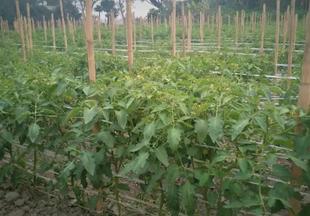 শ্রীনগর টমেটো চাষে লাভের স্বপ্ন শ্রীনগর টমেটো চাষে লাভের স্বপ্ন