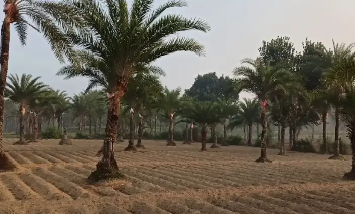 চাঁদা দাবি ও হুমকির কারণে ঠাকুরগাঁওয়ে খেজুরের রস দিয়ে গুড় তৈরী বন্ধ