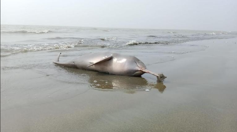 কুয়াকাটা সৈকতে ভেসে এসেছে একটি মৃত ডলফিন