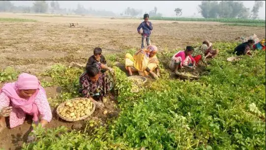 ঠাকুরগাঁওয়ে আগাম আলু আবাদ করে লোকসানের মুখে চাষীরা