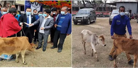 ভেলাবাড়ি ইউনিয়নে ভিক্ষুক পূর্নাবাসনের গরু ও নগদ অর্থ বিতরণে হরিলুট ভেলাবাড়ি ইউনিয়নে ভিক্ষুক পূর্নাবাসনের গরু ও নগদ অর্থ বিতরণে হরিলুট