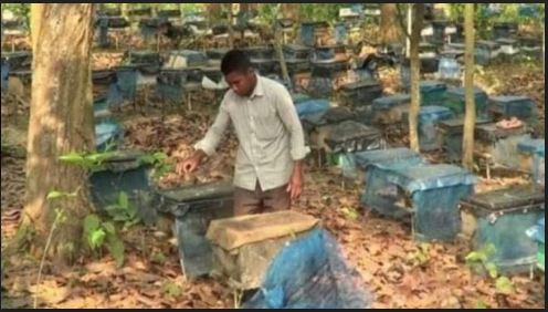 ঝিনাইগাতী গারো পাহাড়ের মধু বিদেশেও যাচ্ছে