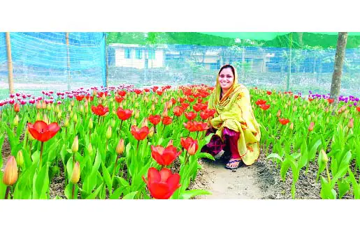 ঠান্ডার দেশের ফুল টিউলিপ, চাষ হচ্ছে তেঁতুলিয়ায় ঠান্ডার দেশের ফুল টিউলিপ, চাষ হচ্ছে তেঁতুলিয়ায়