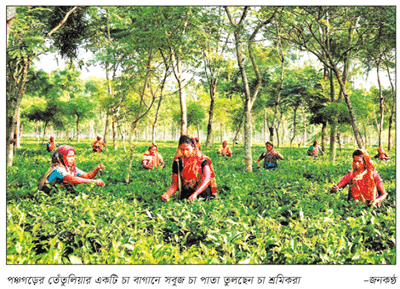 পঞ্চগড়সহ ৫ জেলায় চা আবাদে বদলে গেছে দৃশ্যপট