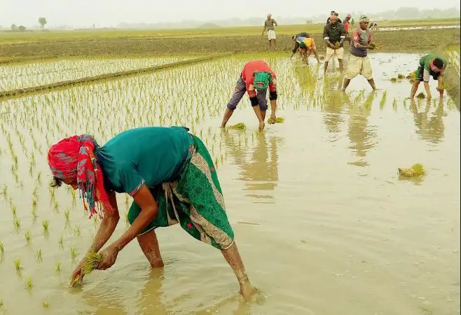 চাটমোহরে বোরো ধান চাষে ব্যস্ত কৃষক