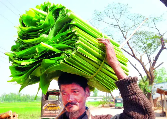 কলাপাতায় ভাত ॥ বাঙালী সংস্কৃতির ঐতিহ্য