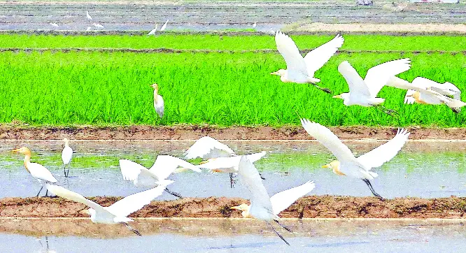 নিজ ভুবনে সাদা বক পাখিদের ক্রান্তিকাল নিজ ভুবনে সাদা বক পাখিদের ক্রান্তিকাল