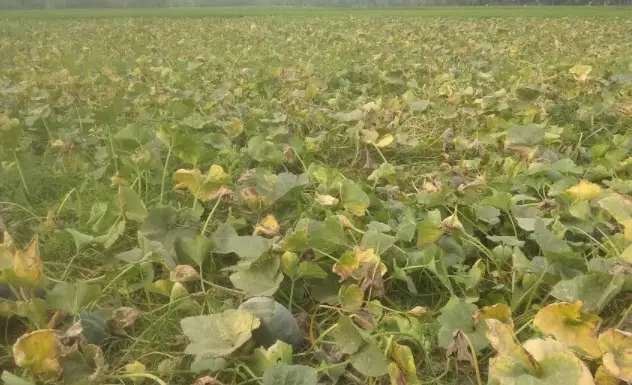 পরপর দুই বছর লোকসানের কারণে খলাপাড়া গ্রামে মিষ্টি কুমড়া চাষ বন্ধ পরপর দুই বছর লোকসানের কারণে খলাপাড়া গ্রামে মিষ্টি কুমড়া চাষ বন্ধ