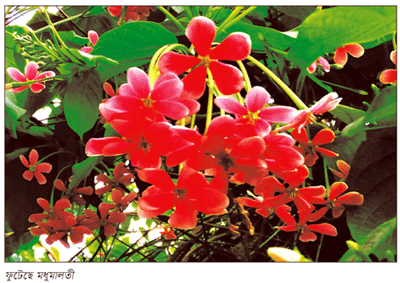 মধুমালতী ডাকে আয়...