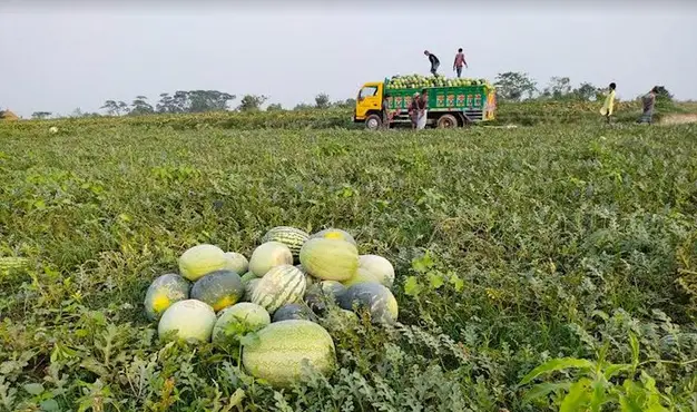 মীরসরাইয়ের চরাঞ্চলে তরমুজের বাম্পার ফলন