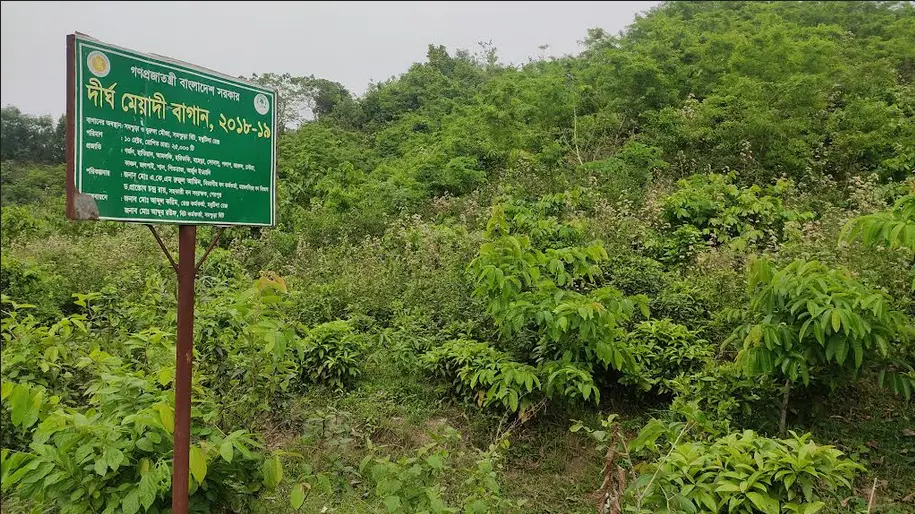 নালিতাবাড়ীর গারো পাহাড় ফের প্রাকৃতিক বনে পরিণত হচ্ছে