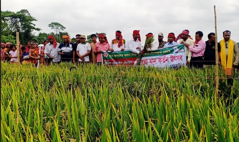 কোটালীপাড়ায় বঙ্গবন্ধু ১০০ জাতের ধানের বাম্পার ফলন