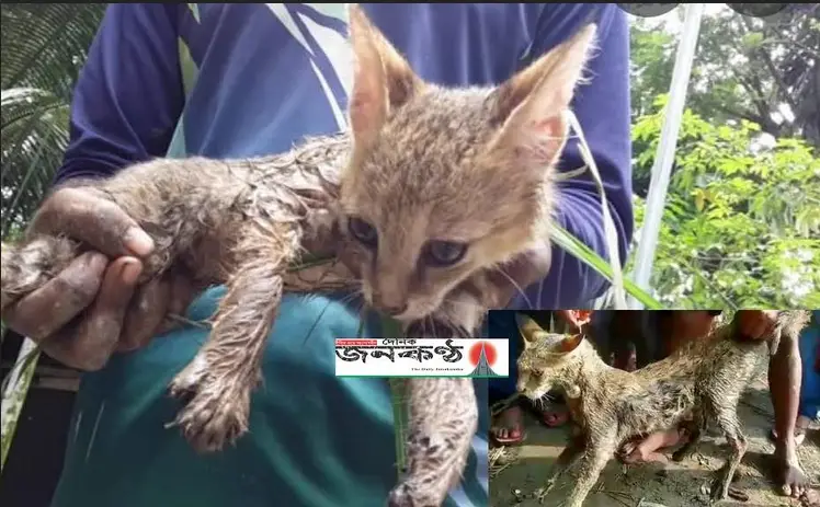 বিপন্ন প্রজাতির খাটাশের দেখা মিলল নীলফামারীতে