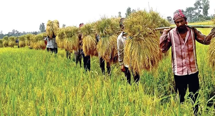 হাওড়ের ৯০ শতাংশ বোরো ধান কাটা শেষ