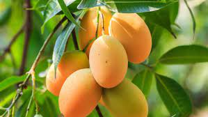 নিয়মিত আম খাওয়ার উপকারীতা নিয়মিত আম খাওয়ার উপকারীতা