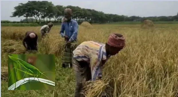 পাঁচটি রোগের আক্রমনে বাংলাদেশে ফসলের ব্যাপক ক্ষয়ক্ষতি হয়