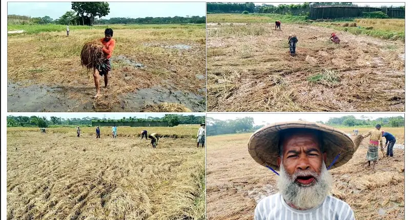 শ্রমিক সংকটে খেতেই নষ্ট হচ্ছে বোরো ধান