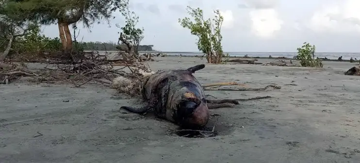 কুয়াকাটা সৈকতে ভেসে আসল মৃত ডলফিন