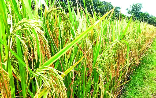 ‘ফাতেমা’ ধানে নতুন আশা ‘ফাতেমা’ ধানে নতুন আশা