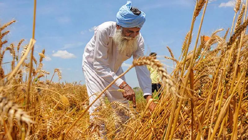 প্রতিবেশী দেশকে গম দেবে ভারত