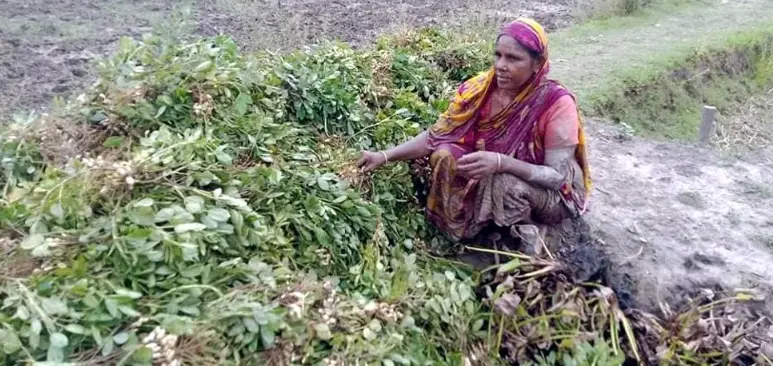 ভারি বর্ষণে পচে গেছে বাদাম ও মিস্টি আলুসহ শস্যের ক্ষেত