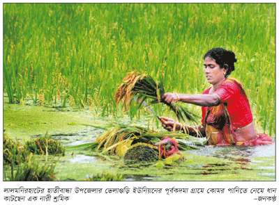 বৈরী আবহাওয়ায় ধান কাটতে এগিয়ে এসেছেন নারী শ্রমিকরা