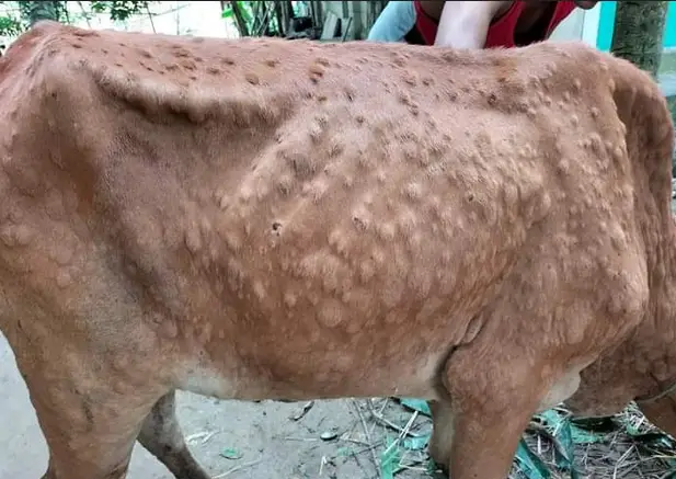 হোসেনপুরে লাম্পিস্কিনে আক্রান্ত গবাদিপশু