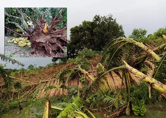 ঝিনাইদহে কালবৈশাখী ঝড়ে ফসলের ব্যপক ক্ষতি, নারীর মৃত্যু