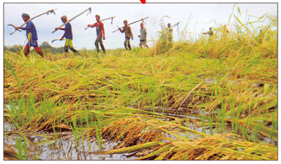 দুশ্চিন্তায় কৃষক ॥ বোরো ধান কাটতে তীব্র শ্রমিক সঙ্কট দুশ্চিন্তায় কৃষক ॥ বোরো ধান কাটতে তীব্র শ্রমিক সঙ্কট