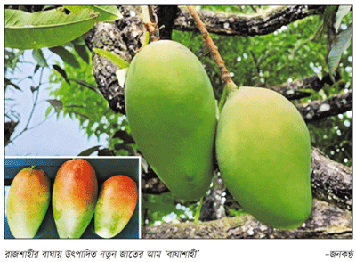 রাজশাহীর বাজারে এসেছে সুমিষ্ট গোপালভোগ রাজশাহীর বাজারে এসেছে সুমিষ্ট গোপালভোগ