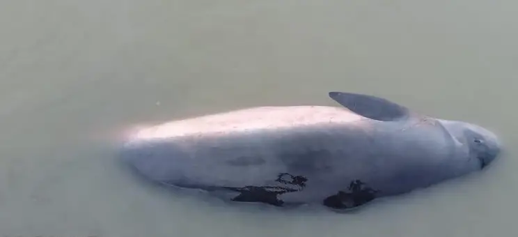 কুয়াকাটায় ভেসে আসা ডলফিনের মৃত্যু কুয়াকাটায় ভেসে আসা ডলফিনের মৃত্যু