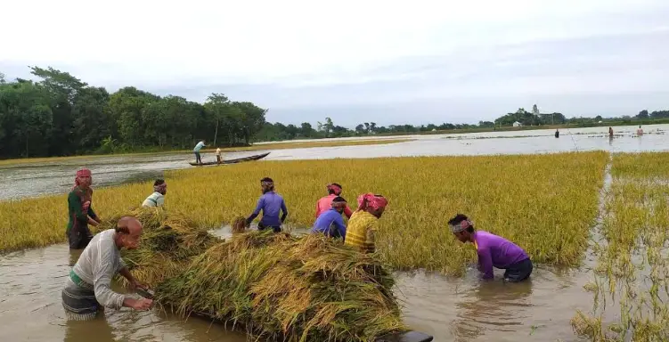 কলমাকান্দায় ৫শ একর বোরো ফসল নিমজ্জিত, শ্রমিক সঙ্কট