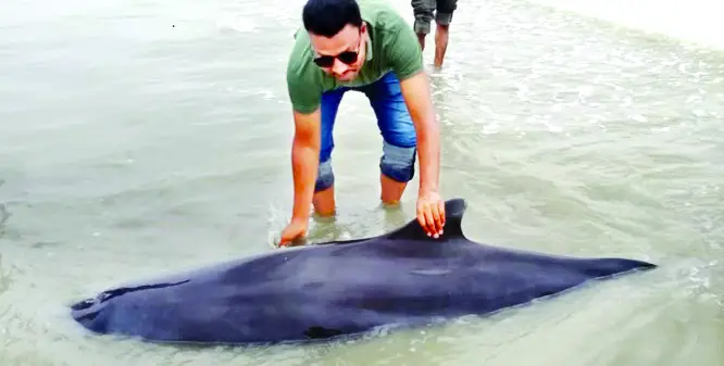 কুয়াকাটায় ভেসে আসা নতুন প্রজাতির তিমির মৃত্যু