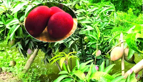 বিশ্বের সবচেয়ে দামী আম চাষ হচ্ছে দেশে বিশ্বের সবচেয়ে দামী আম চাষ হচ্ছে দেশে