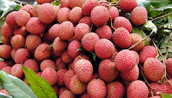 লিচুর পুষ্টিগুণ ও উপকারিতা লিচুর পুষ্টিগুণ ও উপকারিতা