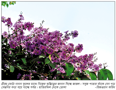 বেগুনি রঙের নমনীয় ফুল বেগুনি রঙের নমনীয় ফুল