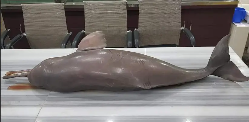 হালদায় আবারো মৃত ডলফিন হালদায় আবারো মৃত ডলফিন