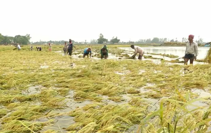 জামালপুরে আকস্মিক বন্যা তলিয়ে গেছে ২০ গ্রামের কৃষকের বোরো ধান