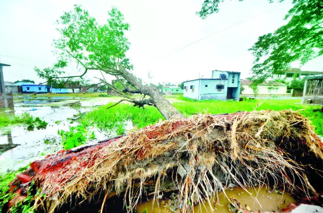 টিকে থাকার ক্ষমতা হারাচ্ছে গাছ উপড়ে পড়ছে সামান্য ঝড়ে