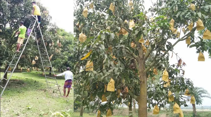 বিষমুক্ত হচ্ছে চাঁপাইনবাবগঞ্জের ১০ কোটি ৫০ লাখ আম