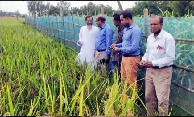 শেরপুরে এবার ‘ব্ল্যাক রাইস’ চাষে সফলতা