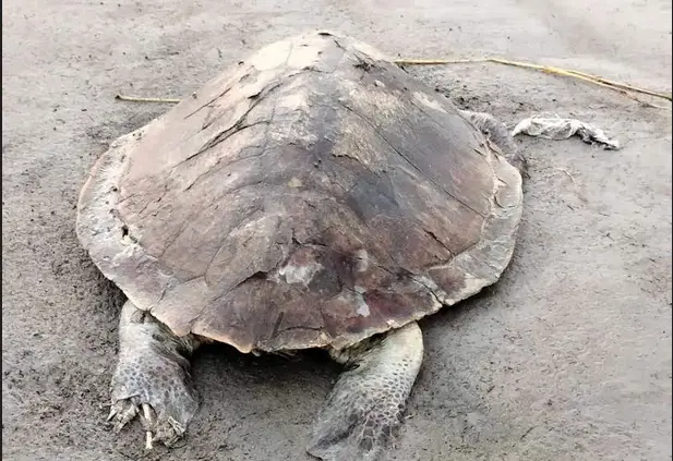 কুয়াকাটা সৈকতে ফের মৃত কচ্ছপ